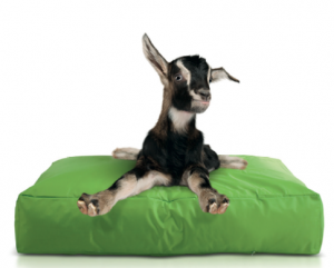 Smoothy Dogbed Green