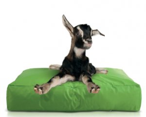 Smoothy Dogbed Green