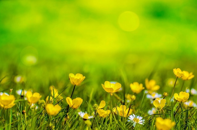 Sommer im Garten
